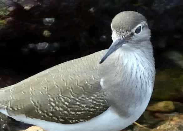 動物図鑑・イソシギ